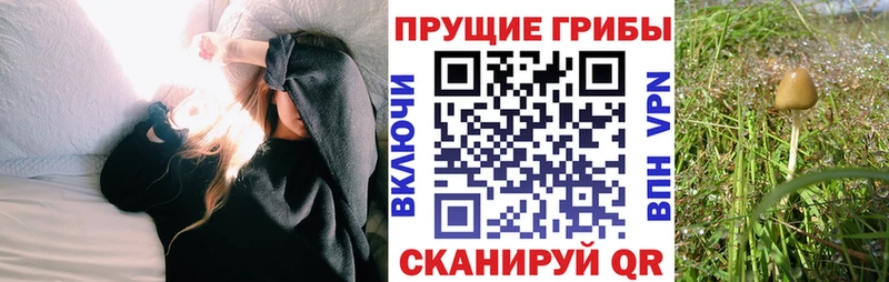 Псилоцибиновые грибы Psilocybe  Купить где  Чита 